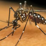 Última noite de shows do Carnaval de Caldas Novas manteve recorde de público!